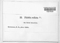 Phlebia radiata image